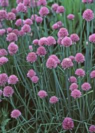 Image result for Alliaceae