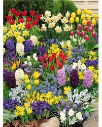 massif de 200 bulbes a floraisons printanieres bulbe fleur bulbes de printemps et planter des bulbes