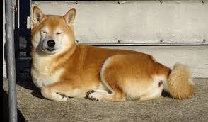 Shiba inu price, charts, volume, market cap, supply, news, exchange rates, historical prices, shib to usd converter, shib coin complete info/stats. Shiba Inu Dog Breed Information