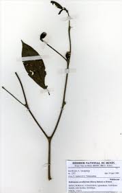 Image result for Rothmannia urcelliformis