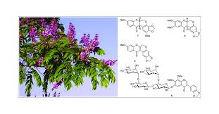 Image result for Millettia usaramensis