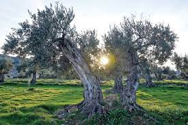 If you decide that you want to move your olive tree into the garden, it will need to be transitioned. Olive Trees Breathe New Life Into Spanish Village Phnom Penh Post
