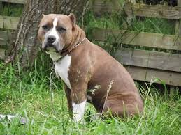 Sparky staffordshire bull terrier male puppy. Akc American Staffordshire Terrier Puppies Blue Brindle And Blue For Sale In Rutledge Tennessee Classified Americanlisted Com