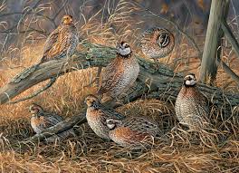 Shop for cobble hill puzzles shipped to usa. Puzzles Toys Games Montibello Com Cobble Hill Quail 1000 Piece Jigsaw Puzzle