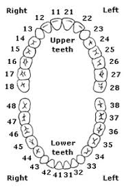 77 Problem Solving Human Dentition Chart