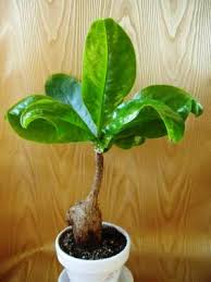 Image result for Maerua bussei