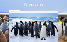 Amazing free hd penguin wallpapers collection. Penguins Hd Wallpaper New Tab Theme