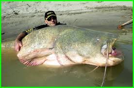 Spot mancing paling indah di dunia, ikan nila nya babon semua spot mancing saya ini terasa adem banget karena di bawah. 12 Ikan Air Tawar Terbesar Di Dunia Dunia Fauna Hewan Binatang Tumbuhan Dunia Fauna Hewan Binatang Tumbuhan