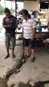 Maybe you would like to learn more about one of these? Penang Kini Seorang Pemancing Terkejut Apabila Umpannya Facebook