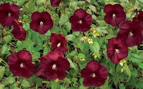 In the same family (malva) as hollyhocks. Pin By Cassie Hellenberg Yurekli On Easy Maintenance Plants For Ashlee Hibiscus Plant Hardy Hibiscus Hibiscus Shrub