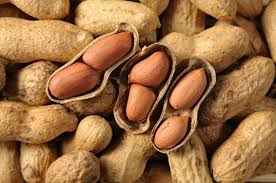 Image result for Peanuts are not nuts. If they aren't nuts, then what are they? They are legumes. Real nuts (also called drupes) grow on trees while peanuts grow underground.
