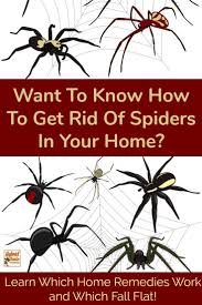 Natural Pest Control For Spiders Get Rid Of Spiders Natural Pest Control Home Remedies For Spiders