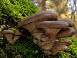 In questa ricetta sono accompagnati solo dal. Pleurotus Ostreatus Funghi Pleurotus Mondofunghi Com
