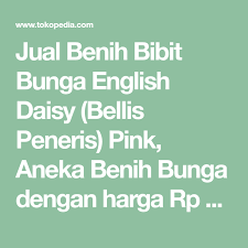 Sedikit lebih detail dijelaskan, jumlah pencarian kijang innova mencapai sekitar 26.157 kali, sedangkan user yang mencari mobil ini sekitar 10.001. Jual Benih Bibit Bunga English Daisy Bellis Peneris Pink Aneka Benih Bunga Dengan Harga Rp 10 000 Dari Toko Online T A M I M A Kota Kenda Daisy Benih Bunga