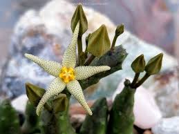 Image result for Piaranthus atrosanguineus