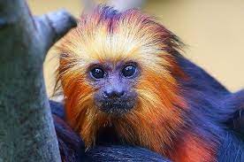 Baby Golden Headed Lion Tamarin By Jdmphotography Animal Cognition Golden Lion Tamarin Young Animal