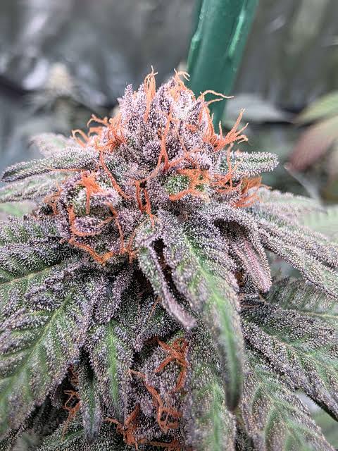 Prescription-grade Purple Urkle medical cannabis flower, AI generated