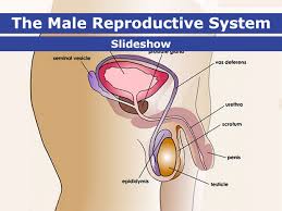 The larger, more pronounced part of the breast is typically visible through clothing. Male Reproductive System
