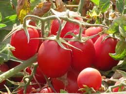 лучшие сорта томатов для теплиц из поликарбоната в беларуси Tomaty Dlya Teplicy Luchshie Sorta Otzyvy 2017 Pomidory Horoshie Kakie Sazhat Samye Shtambovye I Populyarnye