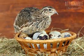 Maybe you would like to learn more about one of these? Coturnix Quail Raising Quail For Eggs And Meat Purposes