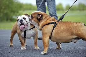Maybe you would like to learn more about one of these? Bulldog Dog Breed Information