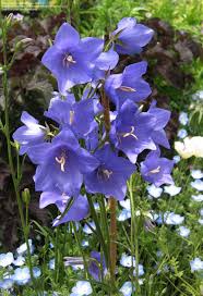 Full Size Picture Of Peach Leaf Bellflower Peach Leaved Bellflower Telham Beauty Campanula Persicif Flower Garden Plans Campanula Flowers Blue Bell Flowers