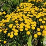 Image result for Pentzia