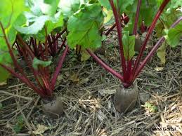 Pin Auf Garten