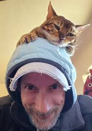 Interactive toys and ideas for a 6-month-old Bengal cat