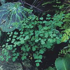 Image result for Thalictrum