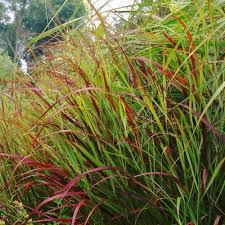 Image result for Panicum pusillum