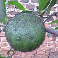 Image result for Parquetina calophylla