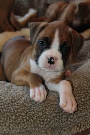 By this age, you can usually tell how much a puppy still has to grow. How Can You Tell How Old A Dog Is Pro Pet Hero