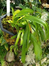 Image result for Ophioglossum richardsiae