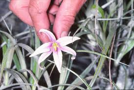 Image result for Xerophyta argentea