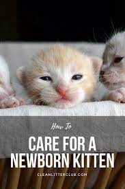How To Care For A Newborn Kitten Newborn Kittens Kitten Newborn Care