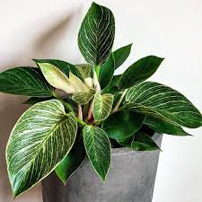 Wet My Plants On Instagram This Philodendron Birkin Wasn T On My Wish List Until I Saw One Irl Now I M Totally In Love And Ha Plants House Plants Plant Decor