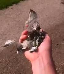 Samira Adli Kullanicinin Animales Divertidos Panosundaki Pin Video 2020 Instagram Gunbatimlari Sarkilar