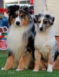 Beautiful colors, sturdy, smart & active, short and medium coated loving aussie/heeler cross pups born may 23 2016. 36 Aussies Ideas Australian Shepherd Dogs Puppies