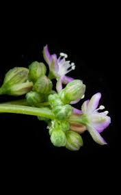 Image result for Gisekiaceae