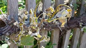 Da die oleander schon sehr groß sind, habe ich auch niemanden, der sie für uns hereintragen kann. Gbamabdoc5robm