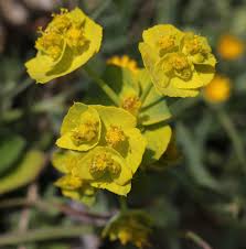 Image result for Euphorbia serratifolia