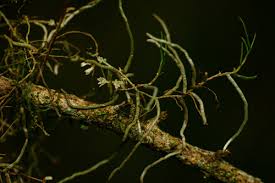 Image result for Solenangis clavata