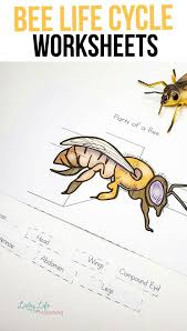 Honey Bee Life Cycle Worksheets In 2020 Bee Life Cycle Honey Bee Life Cycle Life Cycles