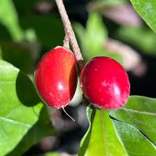 Image result for Synsepalum revolutum