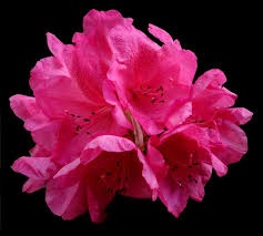 Rhododendron France 2017 Rhododendron Flower Flowers Rhododendron Plants