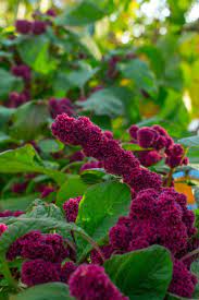 Amaranthus Red Amaranthus Hypochondriacus Immune Function Pegasus Products
