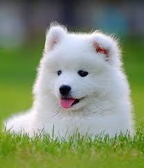 samojede welpen bild cute baby dogs puppies samoyed dogs