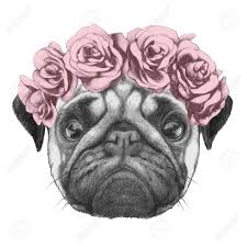 Find & download free graphic resources for pug dog. Original Drawing Of Pug Dog With Floral Head Wreath Isolated Stock Photo Picture And Royalty Free Image Image 70408426