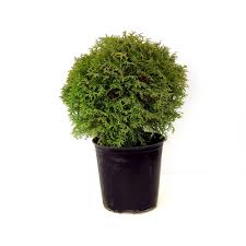 We bought the grey emerald home furnishings sectional costco is selling right now (1299), put it up in our spare tv room but haven't been able to use the room because the sofa has such a strong smell. Landscape Basics 24 Inch Globe Cedar The Home Depot Canada